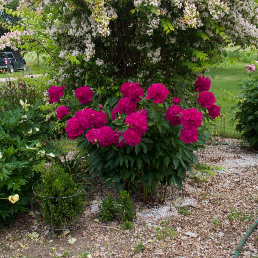 Paeonia 'Paul M WIld' ~ Paul M Wild Peony-ServeScape