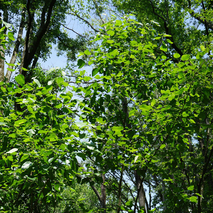 Populus heterophylla ~ Swamp Cottonwood-ServeScape