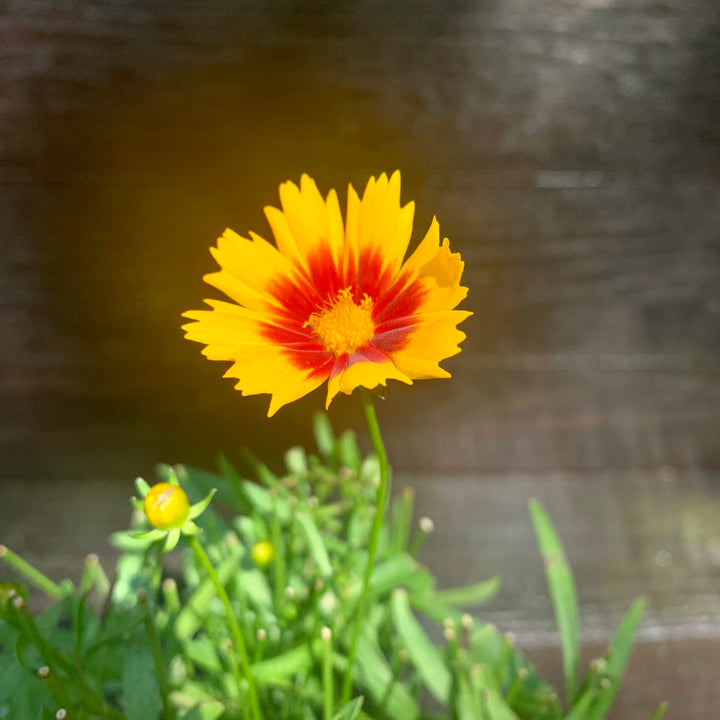 Coreopsis 'Baluptgonz' ~ Uptick™ Gold & Bronze Tickseed-ServeScape