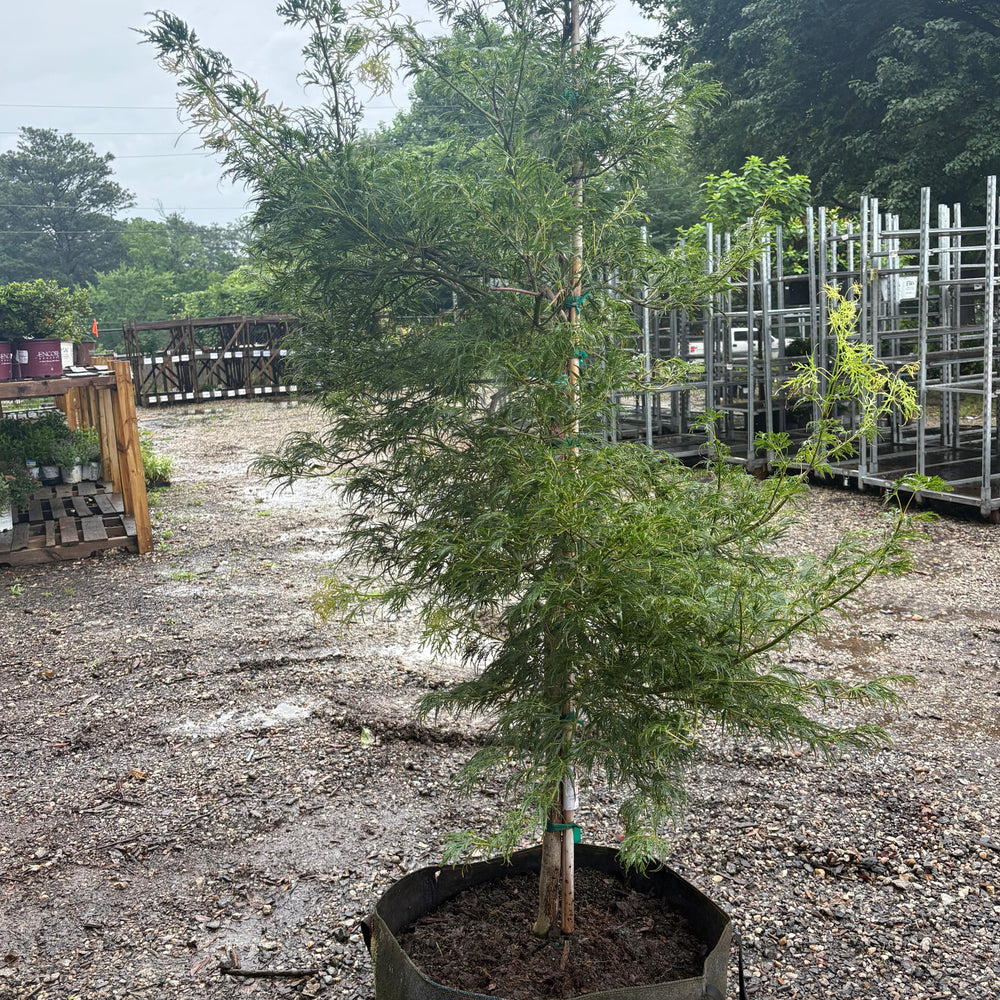 Acer palmatum var. dissectum 'Viridis' ~ Viridis Japanese Maple-ServeScape