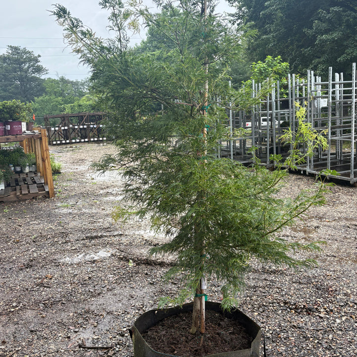 Acer palmatum var. dissectum 'Viridis' ~ Viridis Japanese Maple-ServeScape