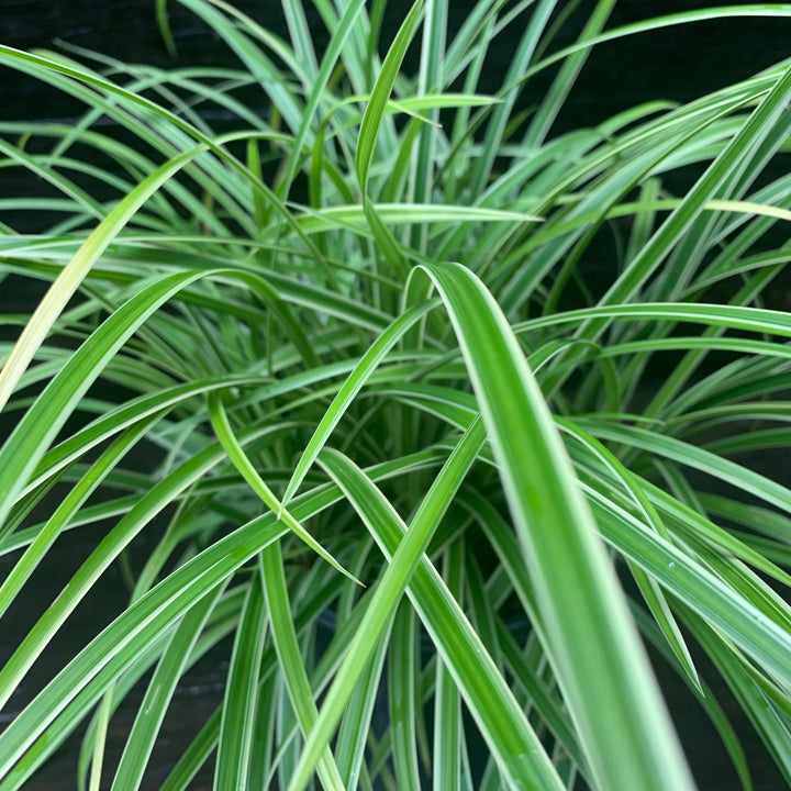 Carex morrowii 'Ice Dance' ~ Ice Dance Sedge-ServeScape