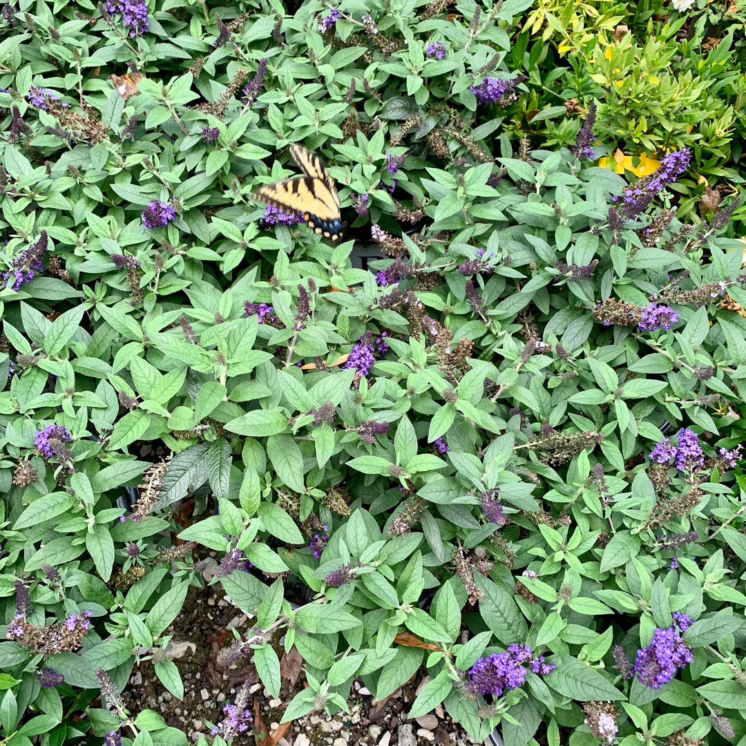 Buddleia davidii 'SMNBDBT' PP#28,794 ~ Pugster Blue® Dwarf Butterfly Bush-ServeScape