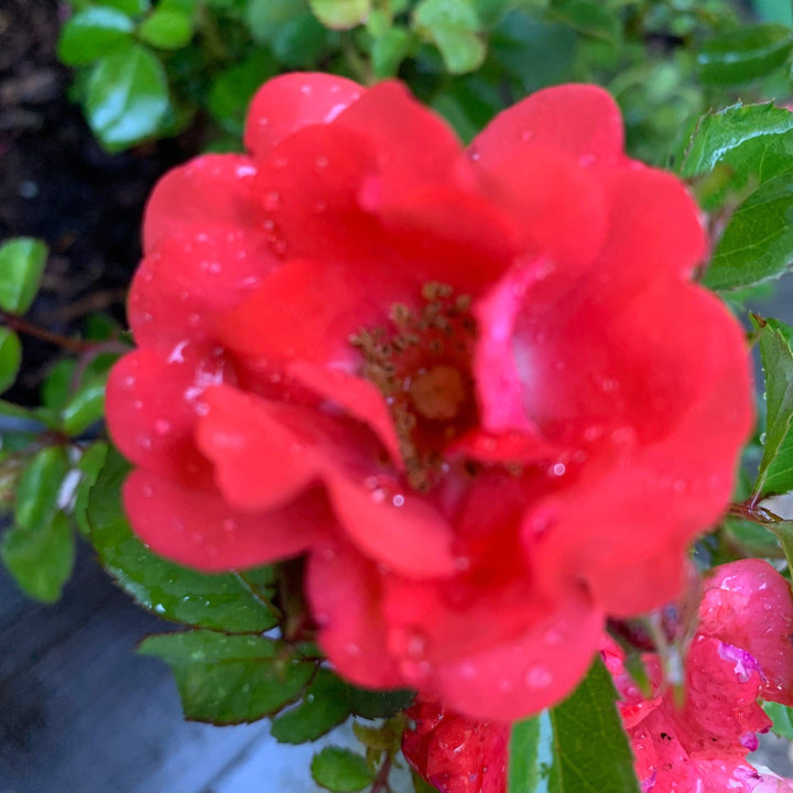 Rosa ‘Meidrifora' PP #19,148 ~ Coral Drift® Rose-ServeScape