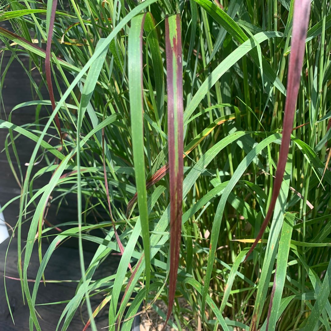 Panicum virgatum 'Shenandoah' ~ Shenandoah Switch Grass-ServeScape