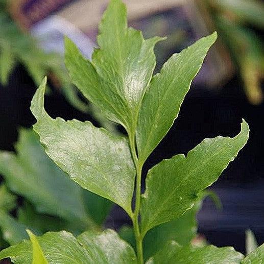 Cyrtomium falcatum 'Rochfordianum' ~ Monrovia® Rochford's Holly Fern-ServeScape