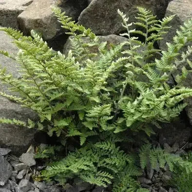 Cheilanthes lanosa ~ Hairy Lip Fern-ServeScape