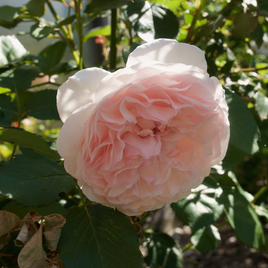 Rosa 'AUSmixture' ~ Olivia™ Rose-ServeScape