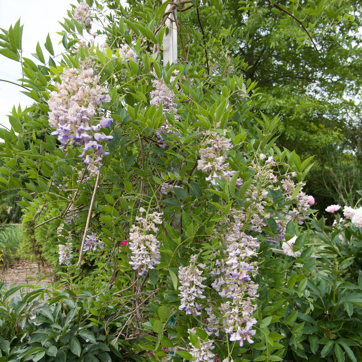 Wisteria macrostachys 'Blue Moon' ~ Blue Moon Wisteria-ServeScape