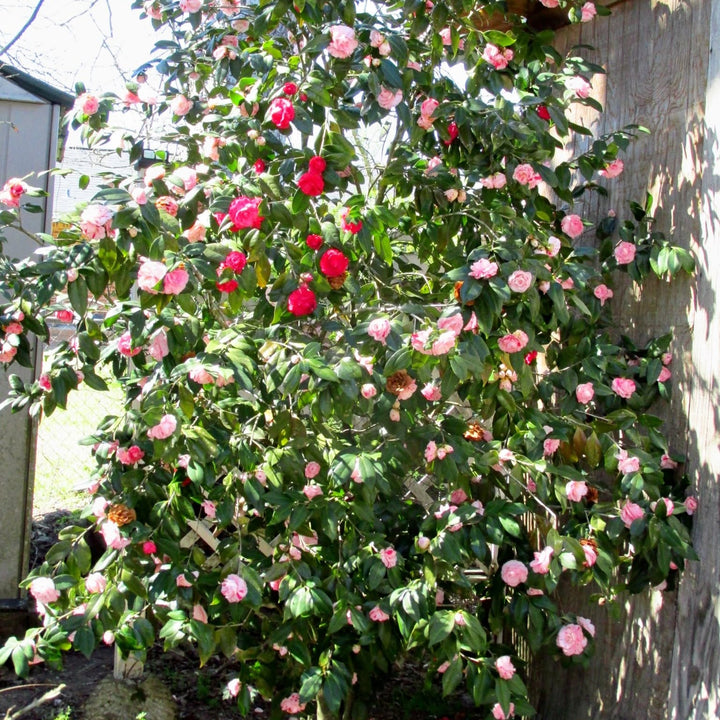 Camellia japonica 'LA Peppermint' ~ LA Peppermint Camellia-ServeScape