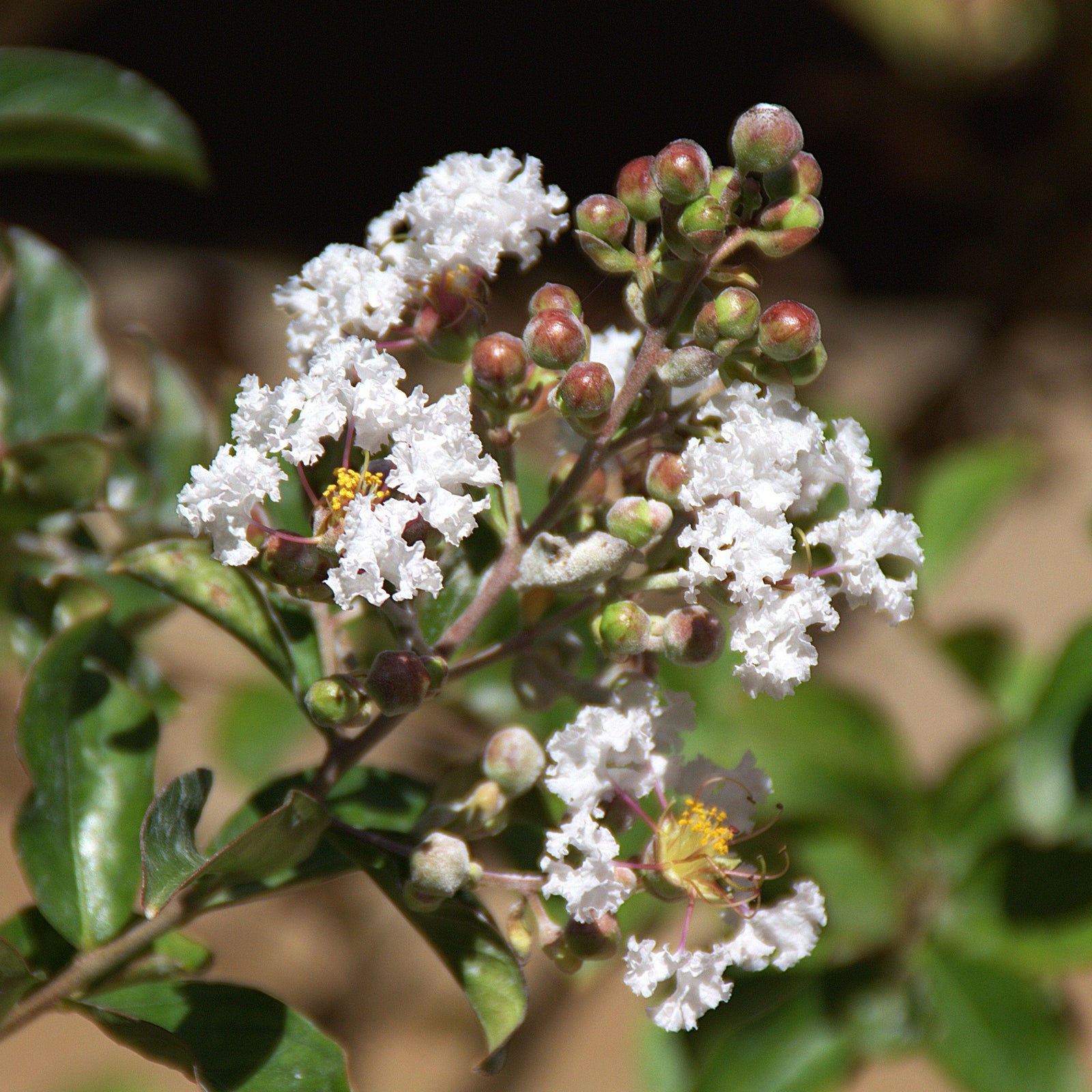 Lagerstroemia x 'White Chocolate' ~ White Chocolate Crapemyrtle-ServeScape