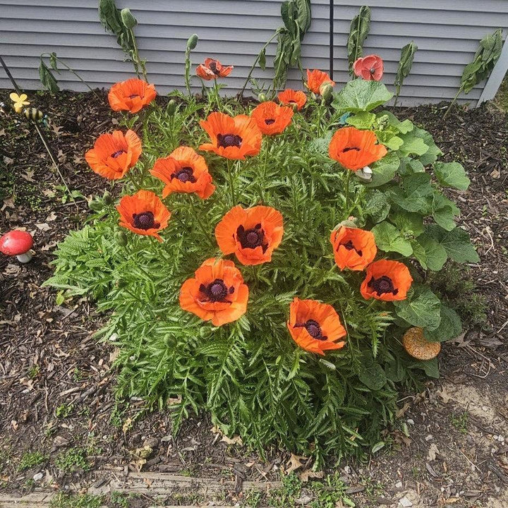 Papaver orientalis 'Brilliant' ~ Brilliant Poppies-ServeScape