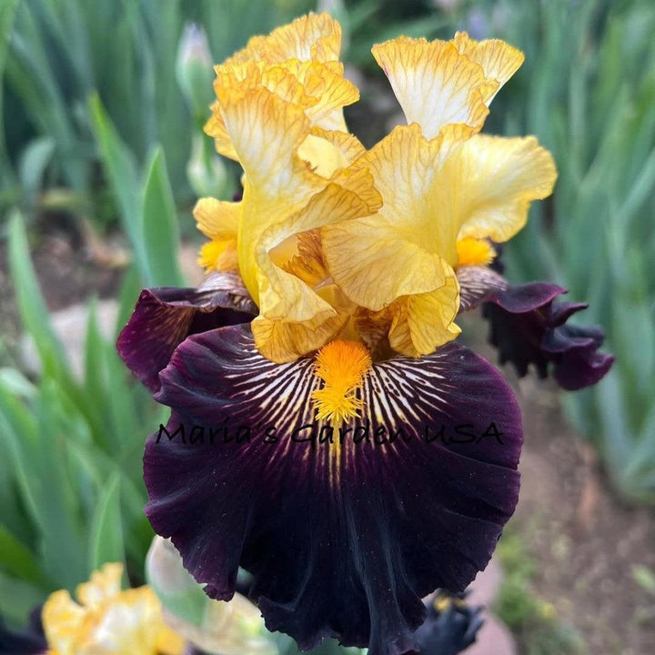 Iris germanica 'Reckless Abandon' ~ Reckless Abandon Bearded Iris-ServeScape