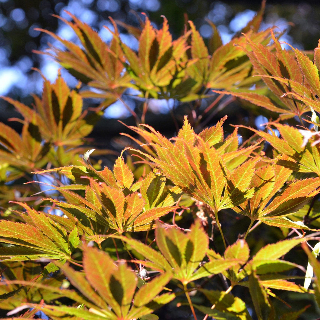 Acer palmatum var dissectum 'Burgundy Lace' ~ Burgundy Lace Japanese Maple-ServeScape