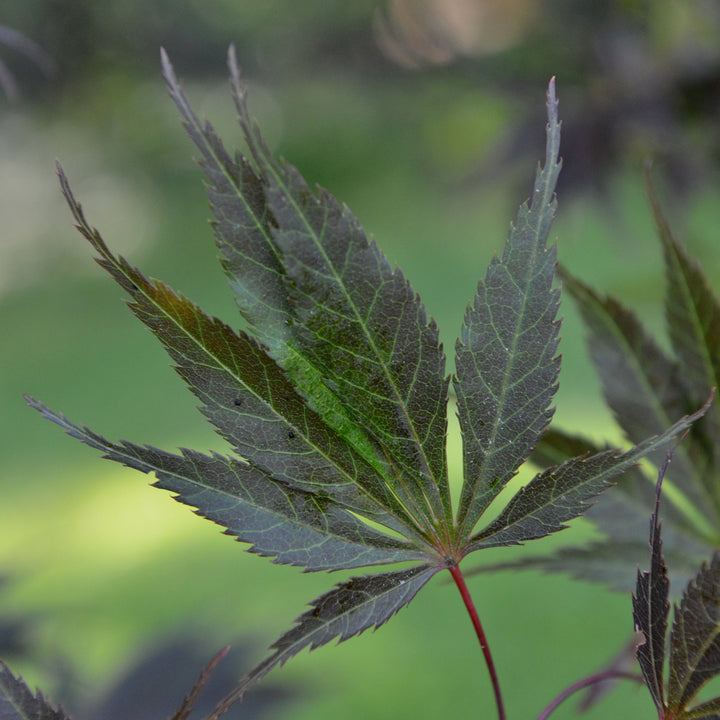 Acer palmatum var dissectum 'Burgundy Lace' ~ Burgundy Lace Japanese Maple-ServeScape