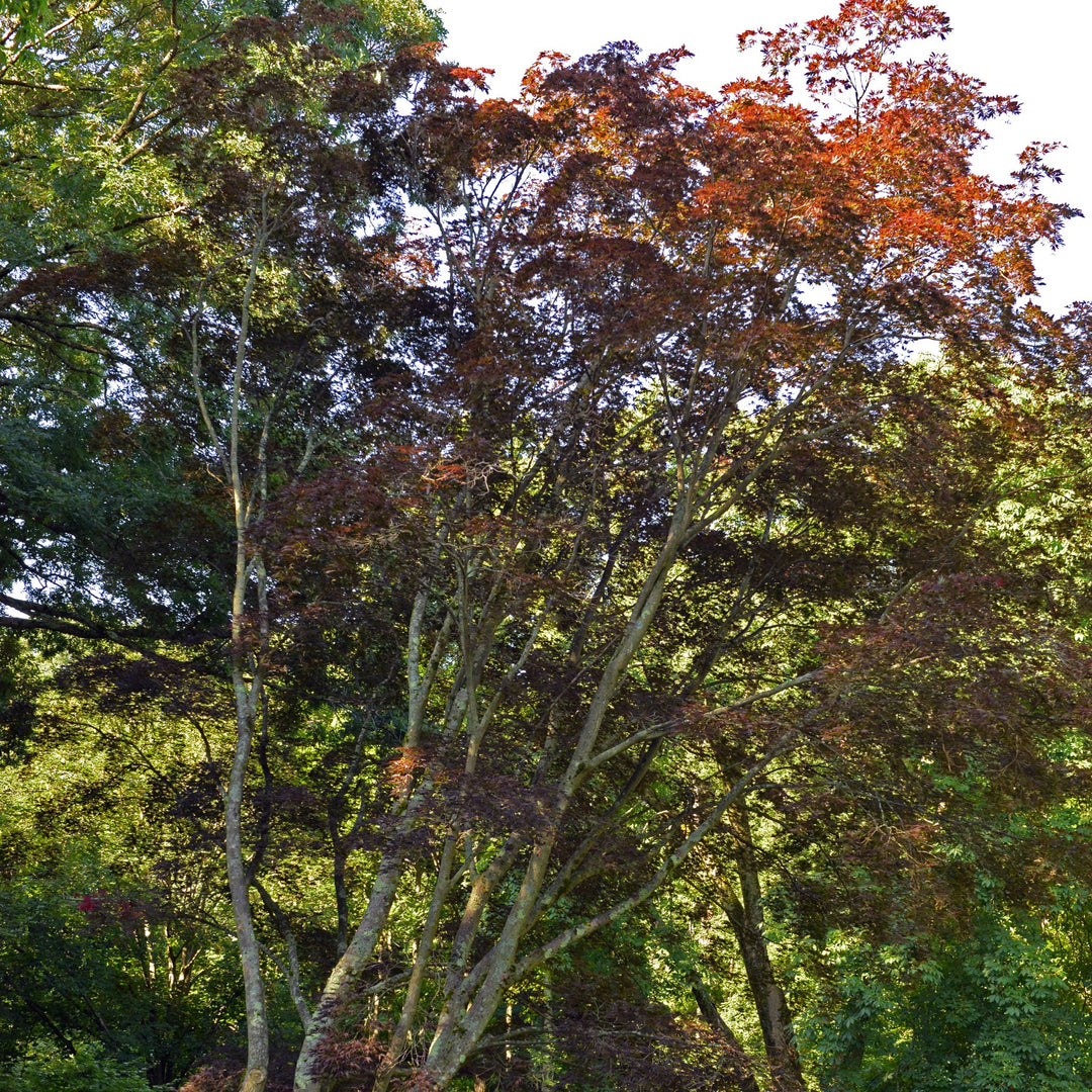 Acer palmatum var dissectum 'Burgundy Lace' ~ Burgundy Lace Japanese Maple-ServeScape