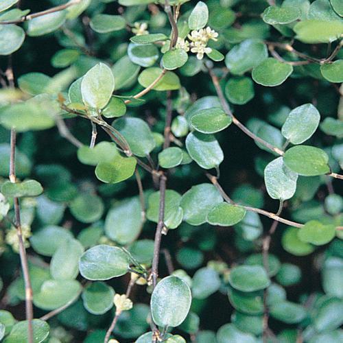 Muehlenbeckia complexa 'Big Leaf' ~ Big Leaf Creeping Wire Vine-ServeScape