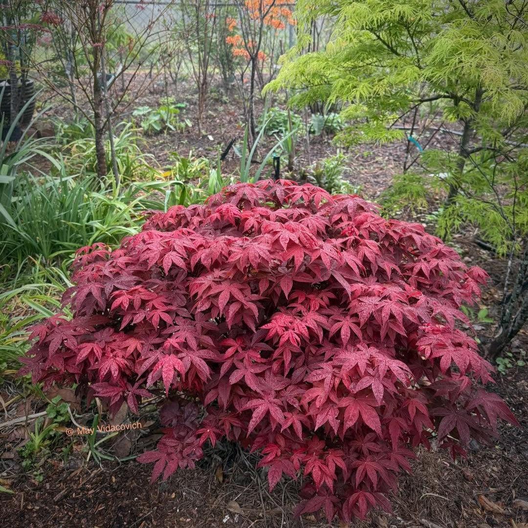 Acer palmatum 'Rhode Island Red' ~ Rhode Island Red Japanese Maple-ServeScape