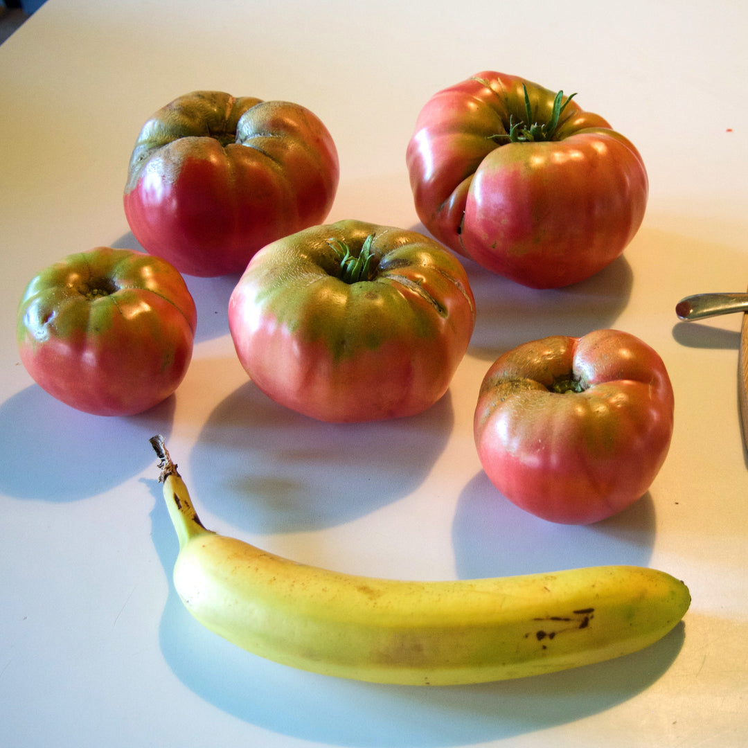 Solanum lycopersicum 'Mortgage Lifter' ~ Mortgage Lifter Tomato-ServeScape