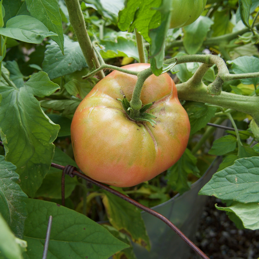 Solanum lycopersicum 'Mortgage Lifter' ~ Mortgage Lifter Tomato-ServeScape
