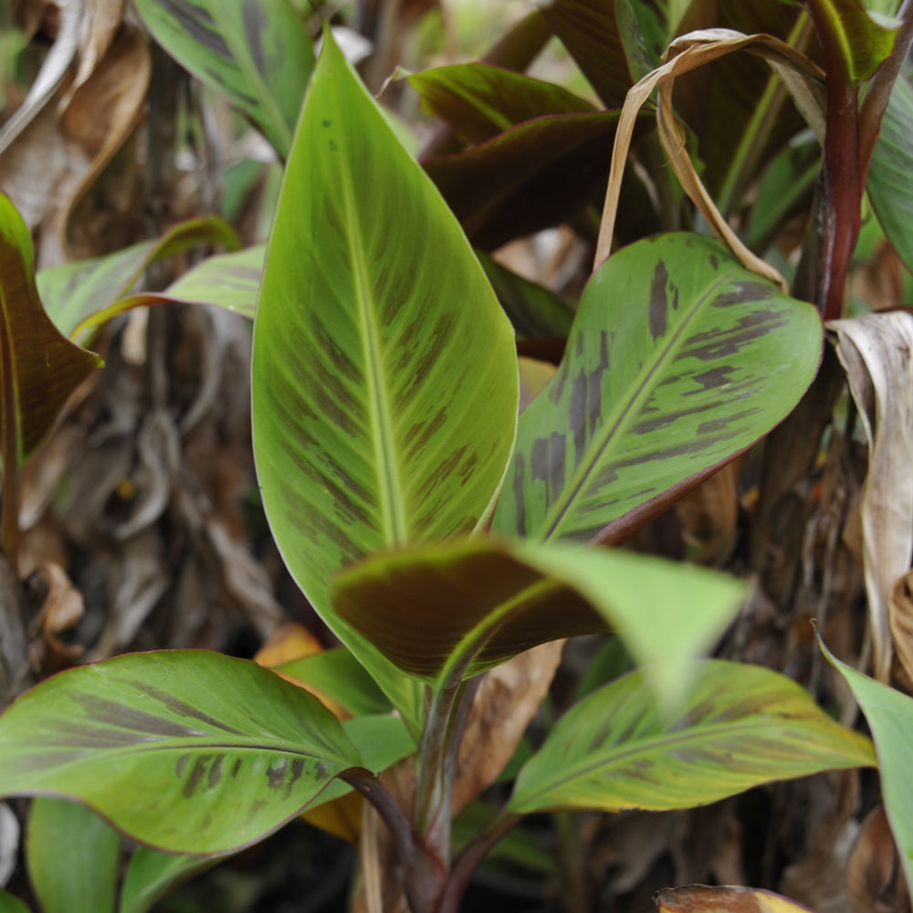Musa Acuminata ‘Bordelon’ ~ Bordelon Banana-ServeScape