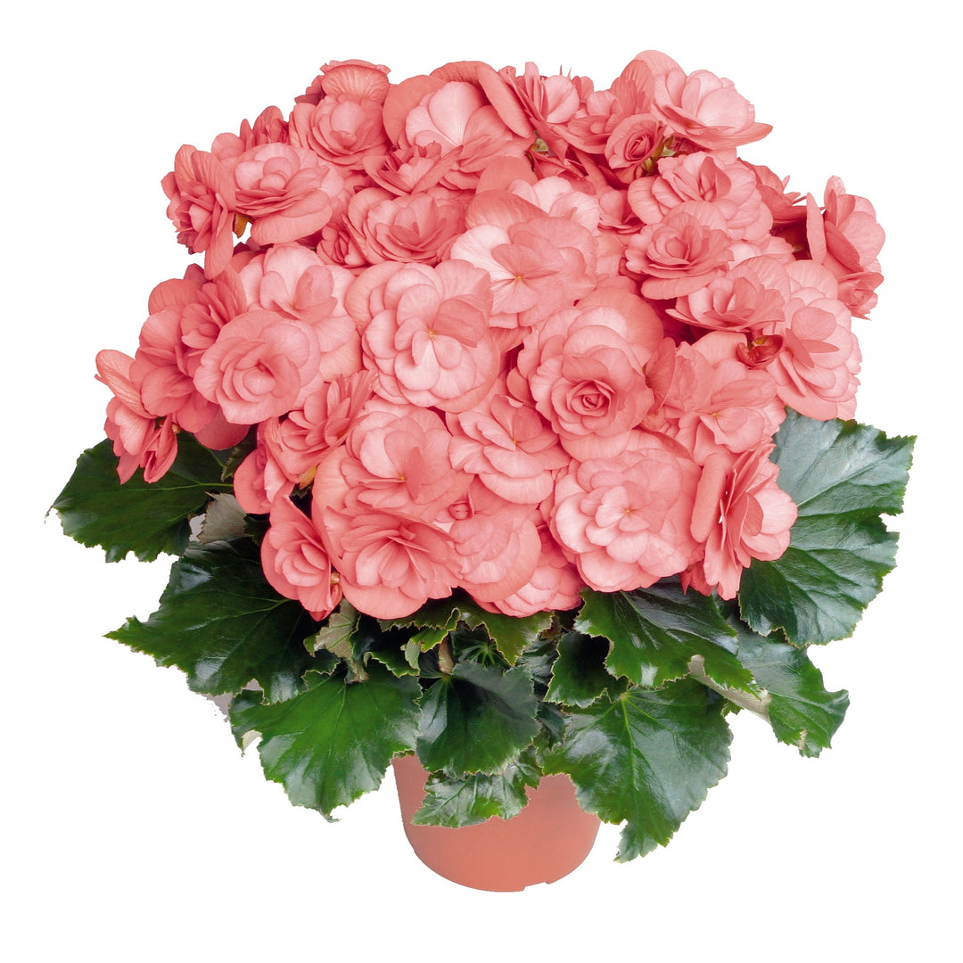 Begonia x hiemalis 'Dragone Dusty Rose' ~ Dragone Dusty Rose Rieger Begonia-ServeScape