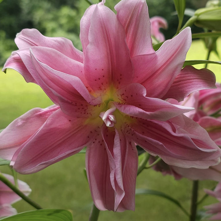 Lilium orientalis 'Roselily Sara' ~ ROSELILY® Sara Oriental Lily-ServeScape