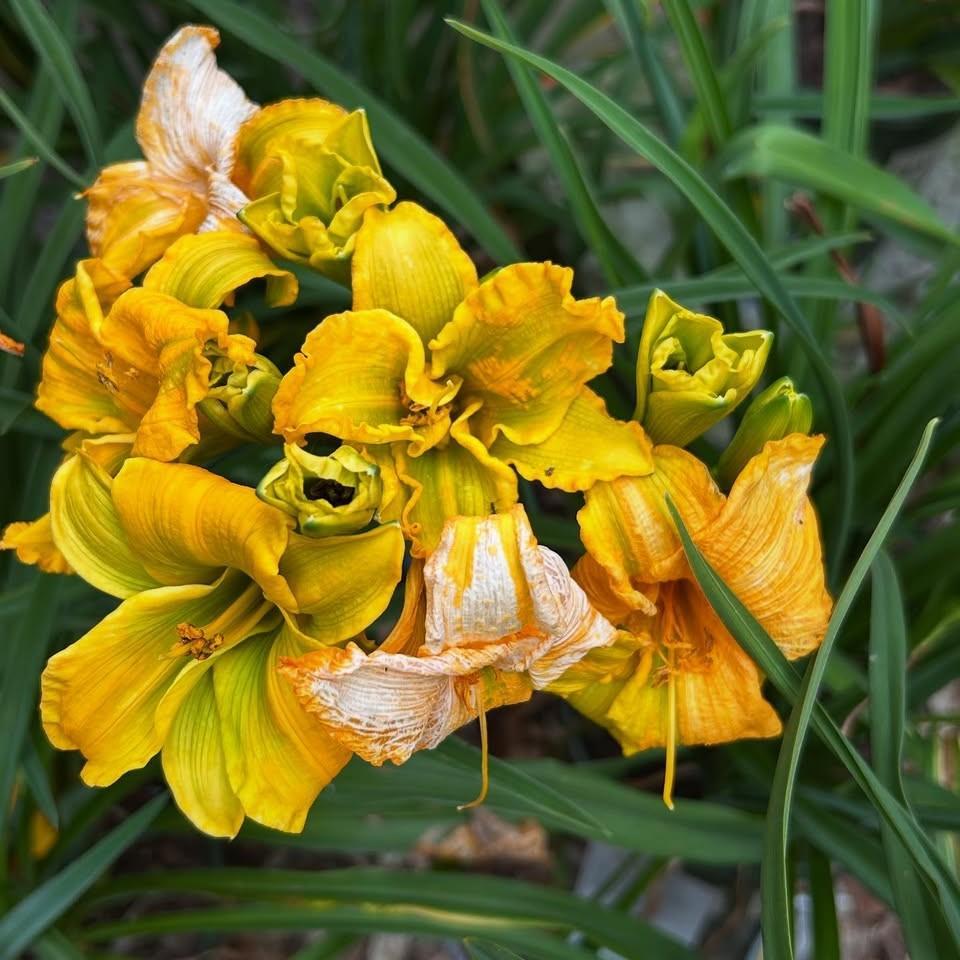 Hemerocallis x 'Huhe01' ~ See You Tomorrow!™ Daylily-ServeScape