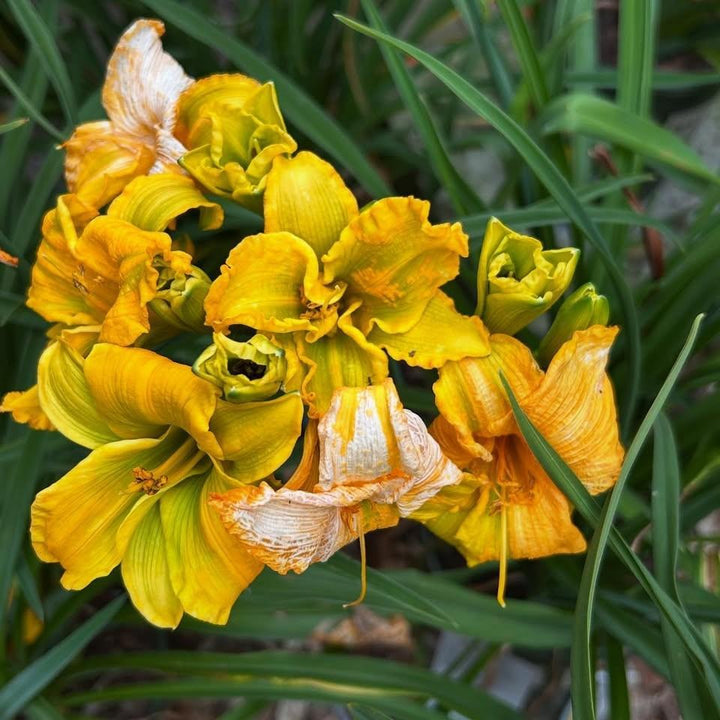 Hemerocallis x 'Huhe01' ~ See You Tomorrow!™ Daylily-ServeScape