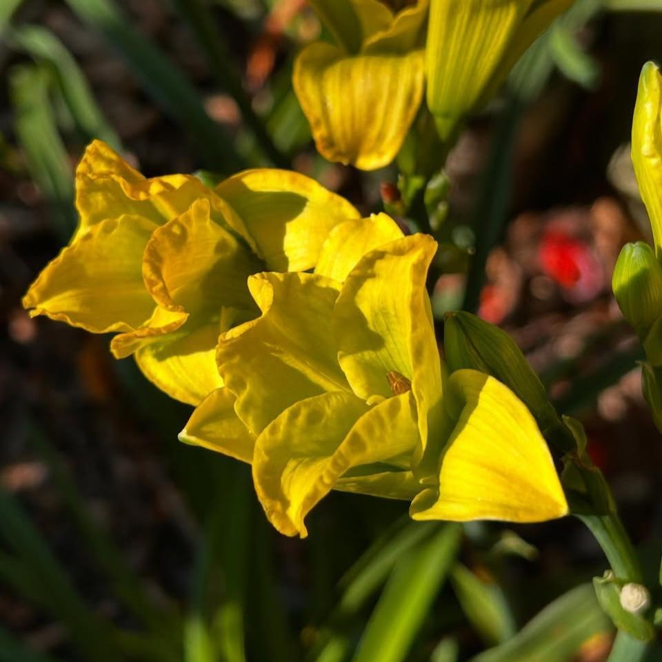Hemerocallis x 'Huhe01' ~ See You Tomorrow!™ Daylily-ServeScape