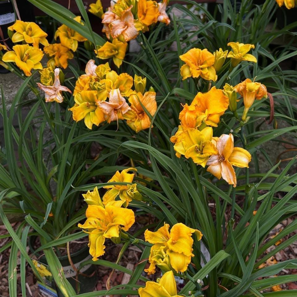 Hemerocallis x 'Huhe01' ~ See You Tomorrow!™ Daylily-ServeScape