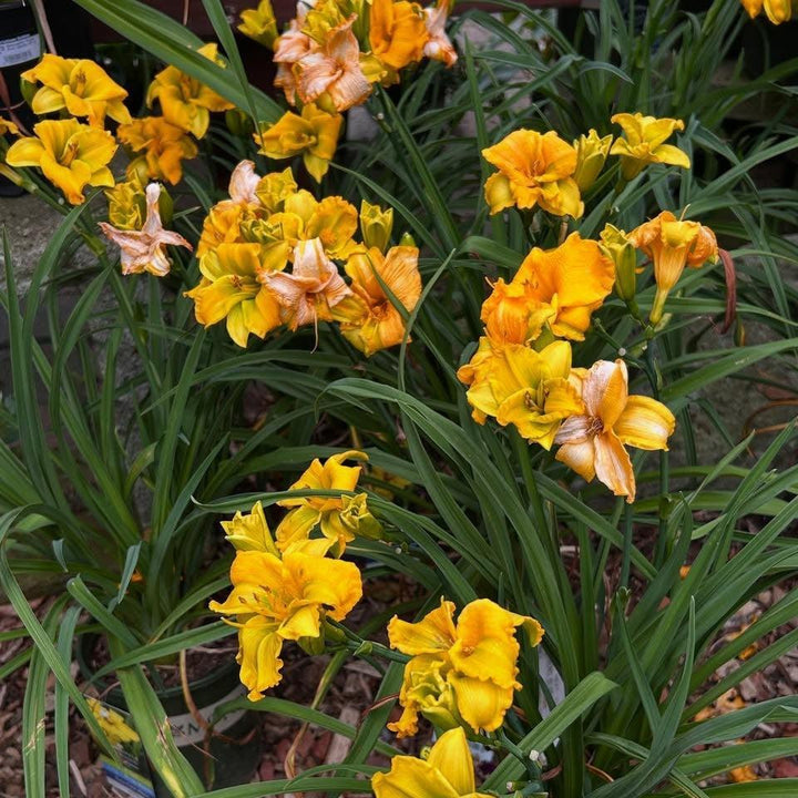 Hemerocallis x 'Huhe01' ~ See You Tomorrow!™ Daylily-ServeScape