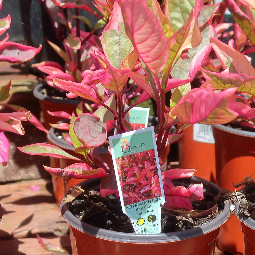 Alternanthera dentata ‘Brazilian Red Hots’ ~ Brazilian Red Hots Joseph's Coat-ServeScape