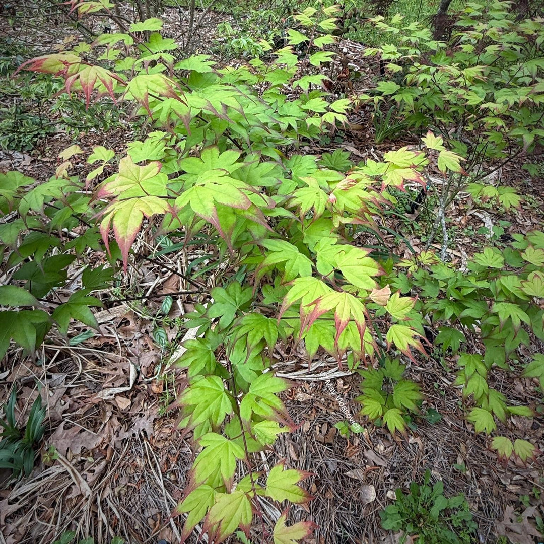 Acer palmatum 'Tsuma-gaki' ~ Tsuma Gaki Japanese Maple-ServeScape