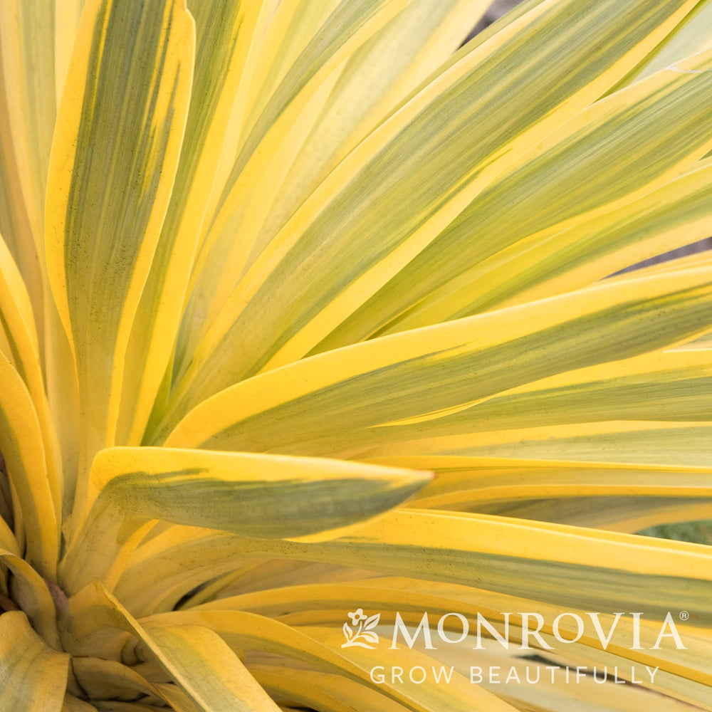 Yucca gloriosa var. recurvifolia 'Walbristar' ~ Monrovia® Bright Star Yucca-ServeScape