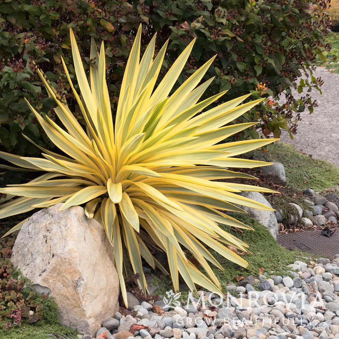 Yucca gloriosa var. recurvifolia 'Walbristar' ~ Monrovia® Bright Star Yucca-ServeScape