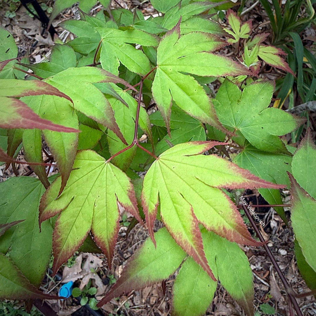 Acer palmatum 'Tsuma-gaki' ~ Tsuma Gaki Japanese Maple-ServeScape