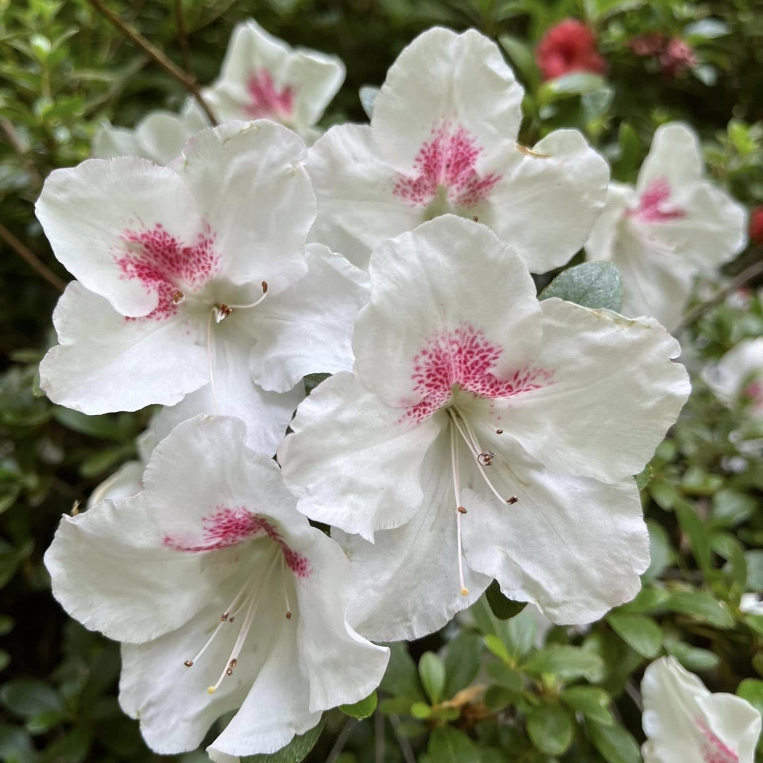Azalea x satsuki 'Joga' ~ Joga Satsuki Azalea-ServeScape