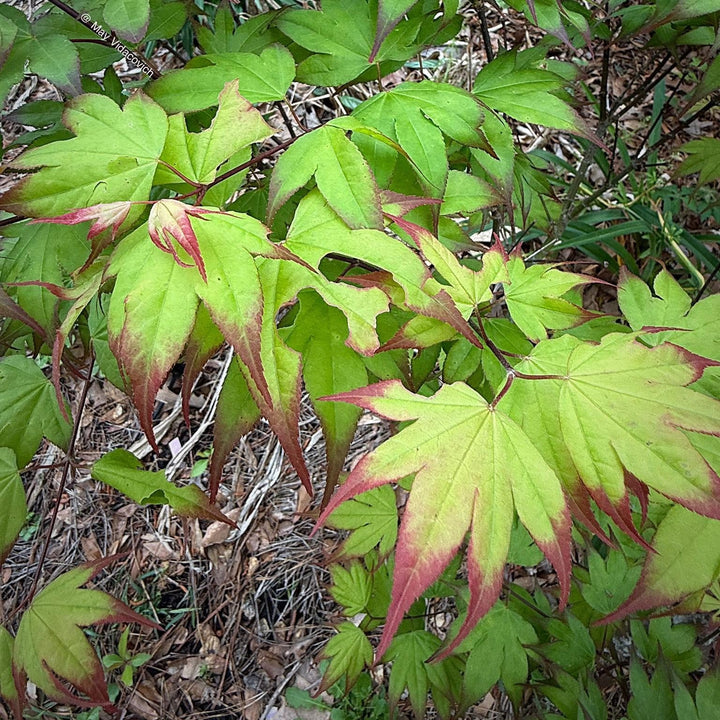 Acer palmatum 'Tsuma-gaki' ~ Tsuma Gaki Japanese Maple-ServeScape