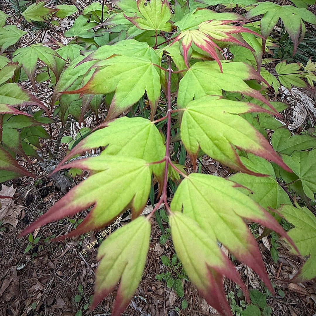 Acer palmatum 'Tsuma-gaki' ~ Tsuma Gaki Japanese Maple-ServeScape
