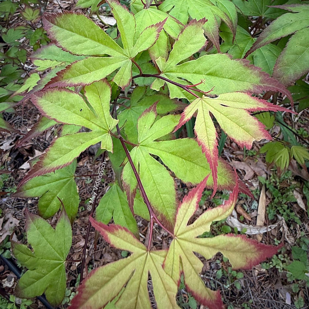 Acer palmatum 'Tsuma-gaki' ~ Tsuma Gaki Japanese Maple-ServeScape