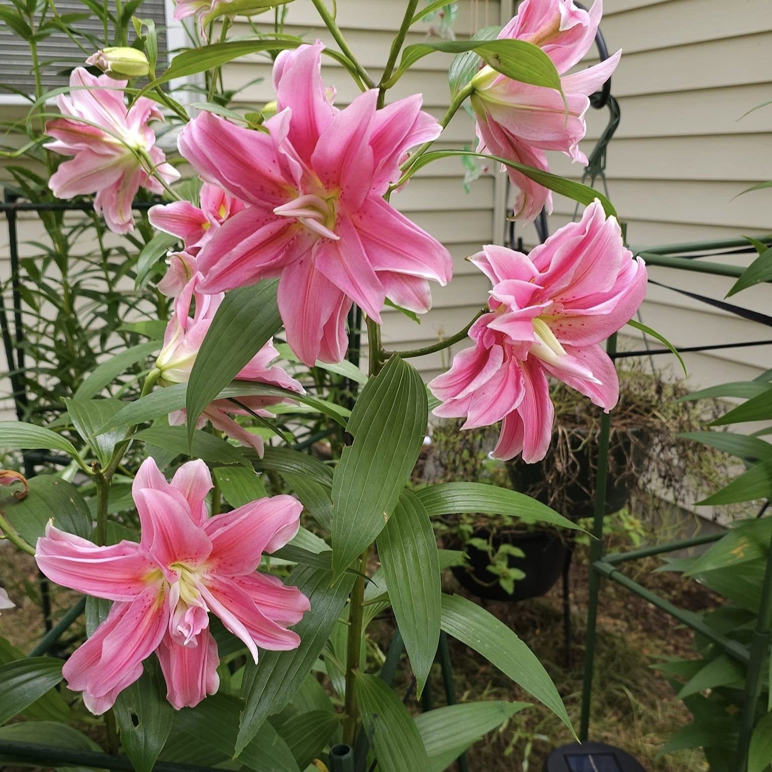 Lilium orientalis 'Roselily Sara' ~ ROSELILY® Sara Oriental Lily-ServeScape