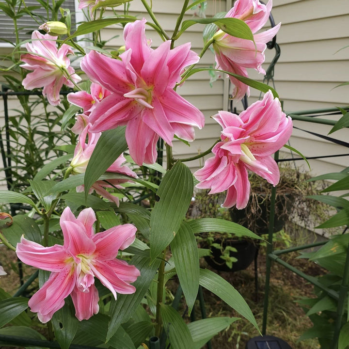 Lilium orientalis 'Roselily Sara' ~ ROSELILY® Sara Oriental Lily-ServeScape