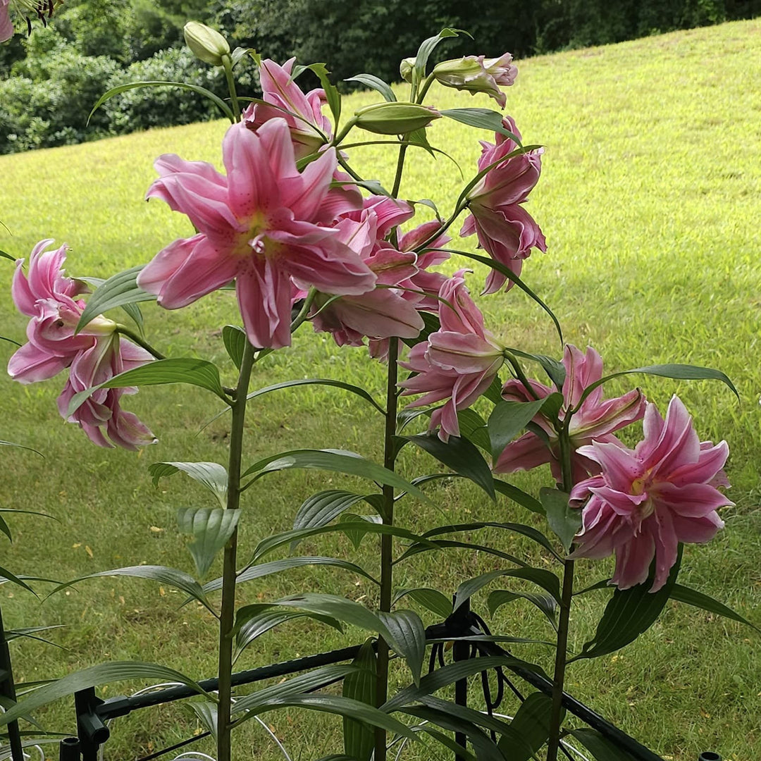 Lilium orientalis 'Roselily Sara' ~ ROSELILY® Sara Oriental Lily-ServeScape