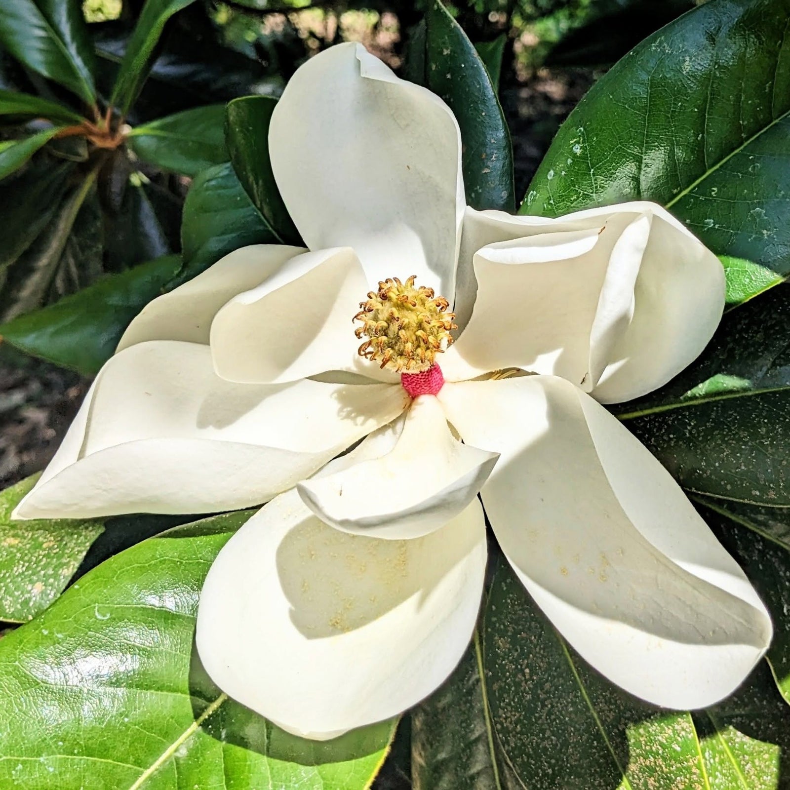 Magnolia grandiflora 'Victoria' ~ Victoria Southern Magnolia-ServeScape