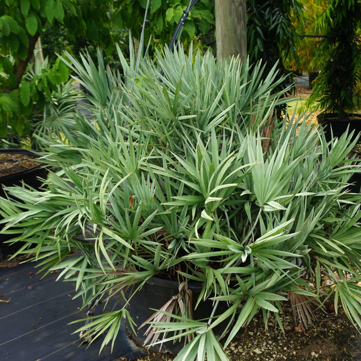 Serenoa repens ~ Saw Palmetto, Green-ServeScape