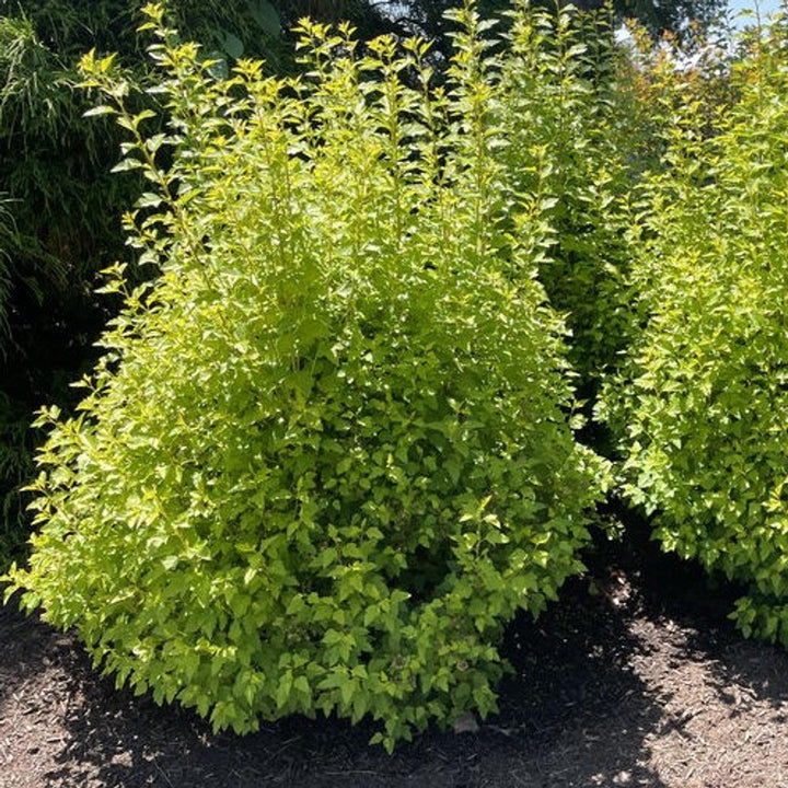 Physocarpus opulifolius 'SueCKat’ PP 35764 ~ Cougar Cub™ Ninebark-ServeScape