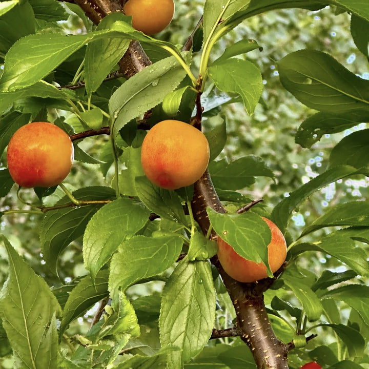 Prunus salicina 'Toka' ~ Bubblegum Plum-ServeScape