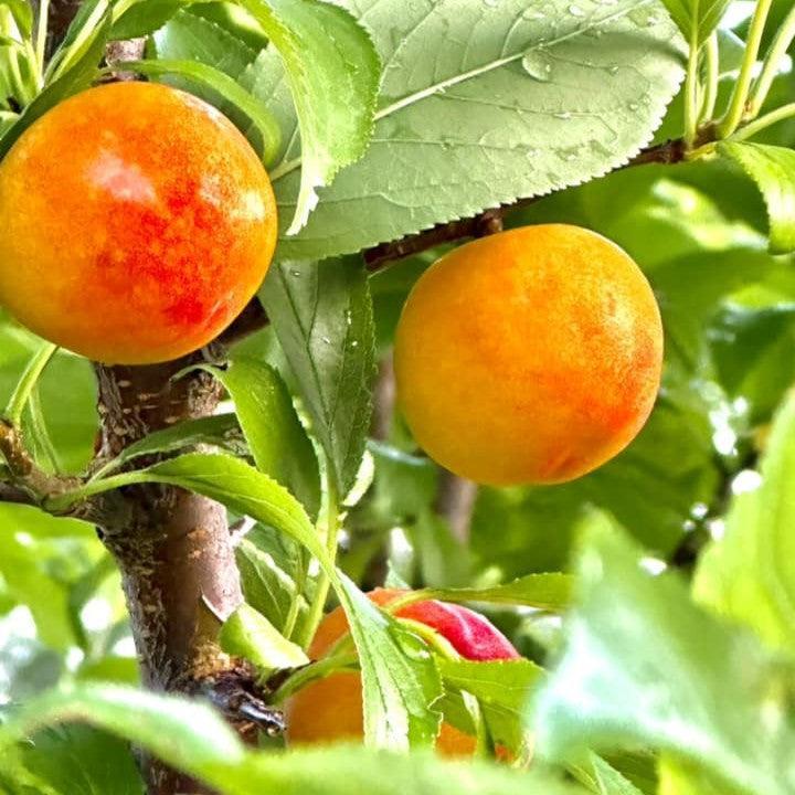 Prunus salicina 'Toka' ~ Bubblegum Plum-ServeScape