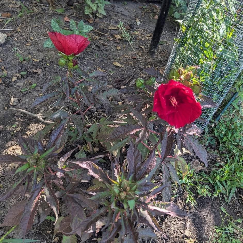 Hibiscus moscheutos 'G16124' ~ MoonShadow™ Carmine Hibiscus-ServeScape